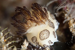 BD-130712-Maldives-0284-Jorunna-funebris-(Kelaart.-1859)-[Dotted-nudibranch].jpg